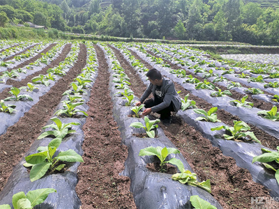 寶云街道 科技助力強管理 服務上門促增收——扎實做好烤煙中耕管理工作