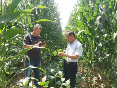 山西農大農學院科技服務團隊深入太原北部現代農業公園，助力大豆產業提質增效
